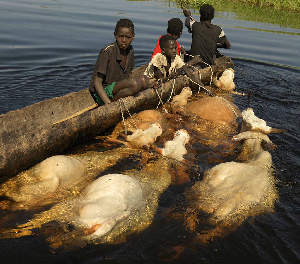 A family migrates to higher ground with their livestock in South Sudan