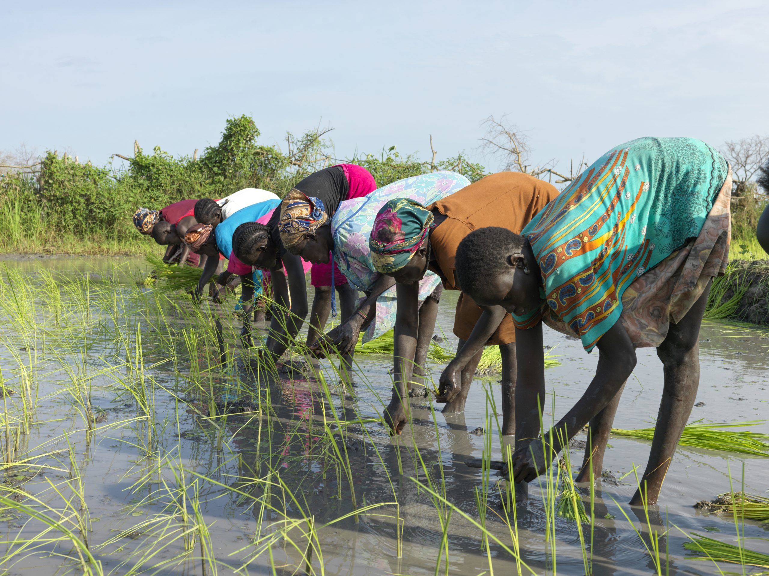 Local women wearing colourful outfits planting rice during floods in South Sudan.