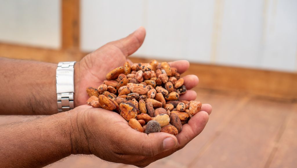 Person holding cocoa beans in hands.