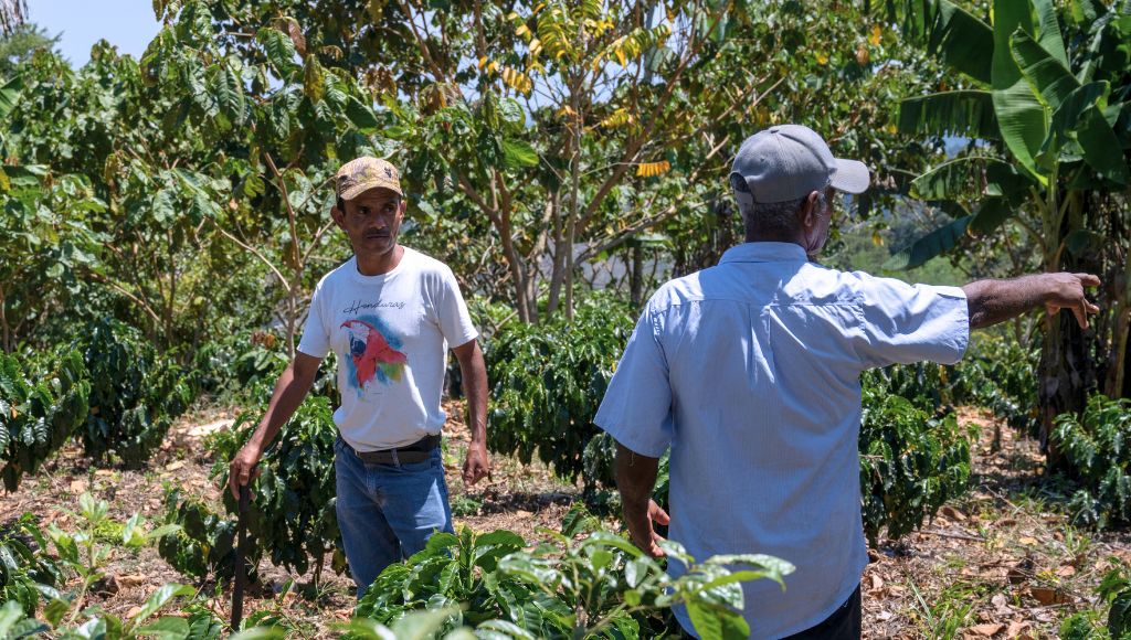 Two farmers harvesting coffee crops.