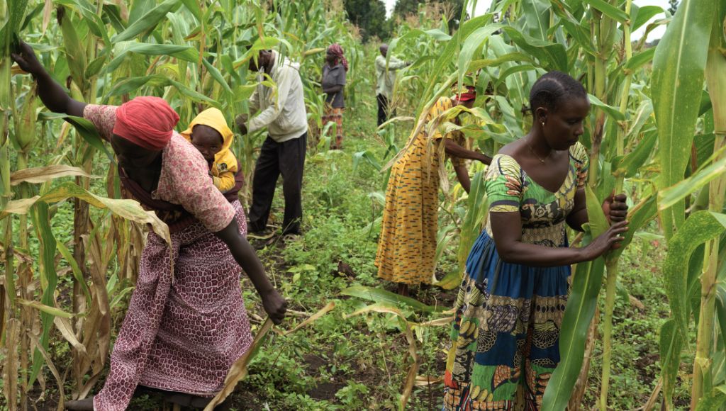 Women farmers tending to maize crops amid climate change.