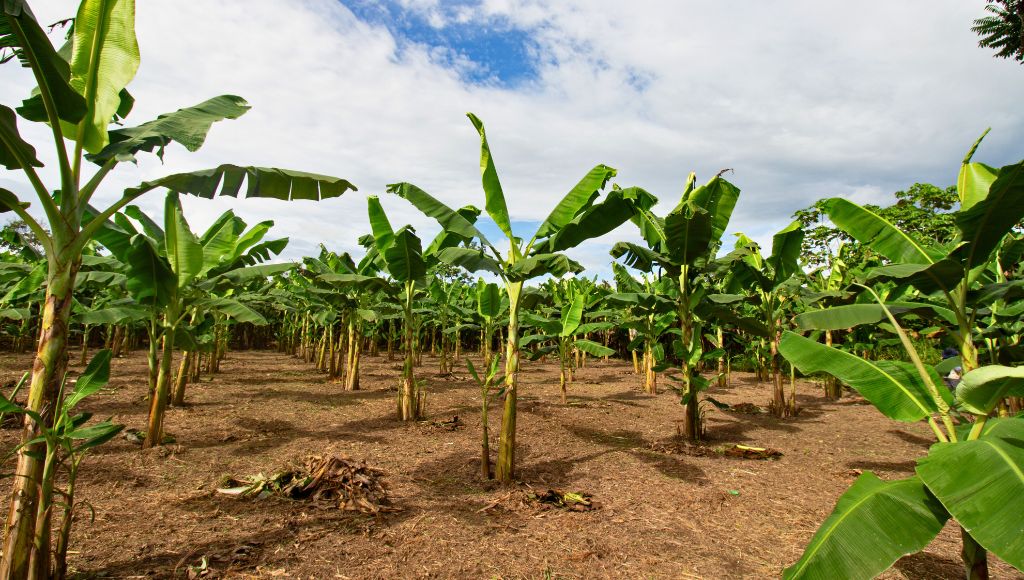 Plantain crop field on dry ground in Peru.