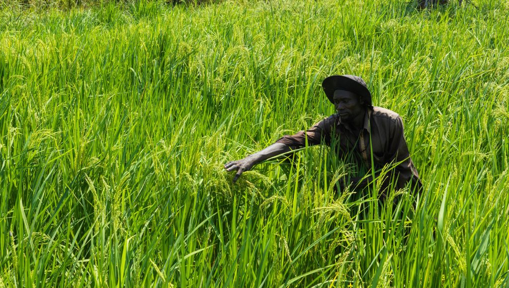 Farming watering rice crops in South Sudan.