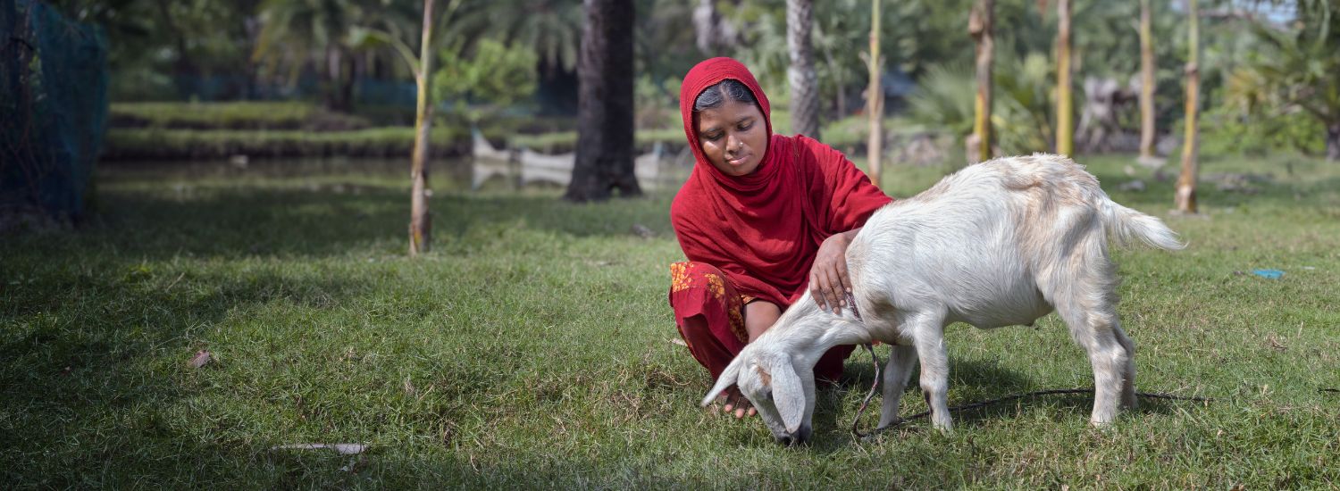 Women in Bangladesh in red headscarf kneeling on grass next to white goat.