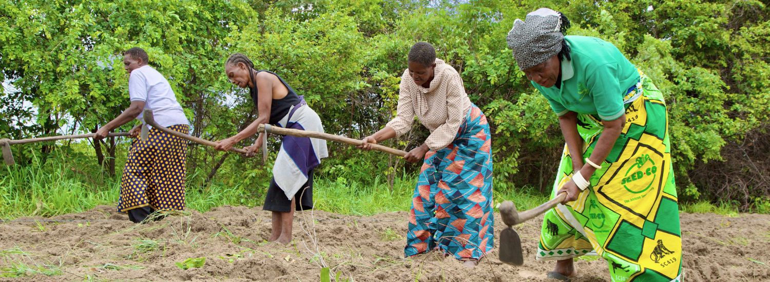 Women farmers tend to crops amid drought in Zambia.