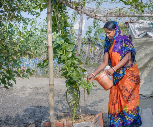 Woman farmer in Bangladesh watering her vegetable garden.